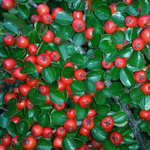 Cotonéaster rampant 2L pot