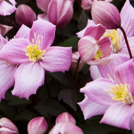 Clematis Montana Freda (botanique) MONTAGNE 2L pot