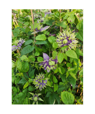 Clematis 'Taiga®' poj. 2L