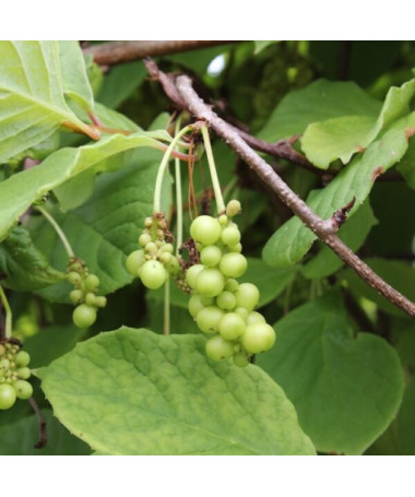 Liane magnolia chinoise (Schisandra chinensis) contenant 4L