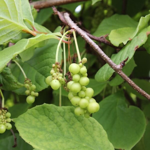 Liane magnolia chinoise (Schisandra chinensis) contenant 4L