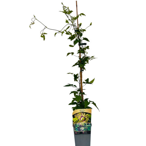 Clematis 'Taiga®' poj. 2L