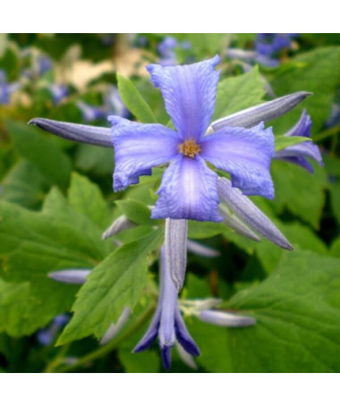 Clematis Cassandra (vivace) PARFUMÉ pot. 2L