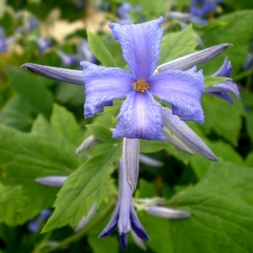 Clematis Cassandra (vivace) PARFUMÉ pot. 2L