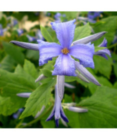 Clematis Cassandra (vivace) PARFUMÉ pot. 2L