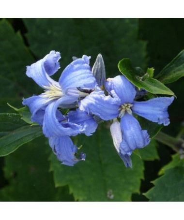 Clematis Cassandra (vivace) PARFUMÉ pot. 2L