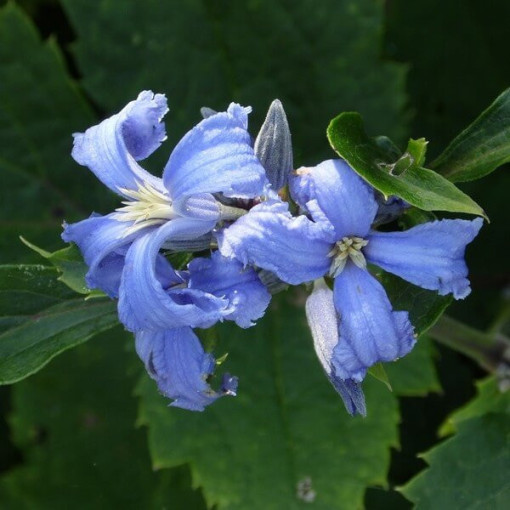 Clematis Cassandra (vivace) PARFUMÉ pot. 2L