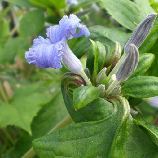 Clematis Cassandra (vivace) PARFUMÉ pot. 2L