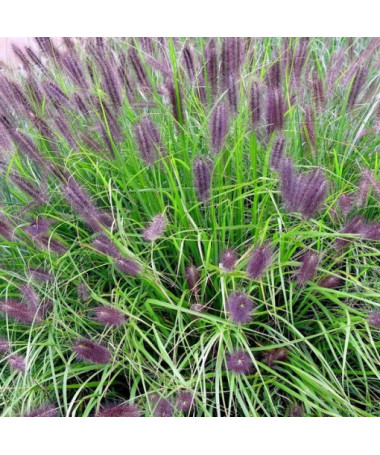 Herbe de la Pampa Japonaise 'Red Head' pot. 2L