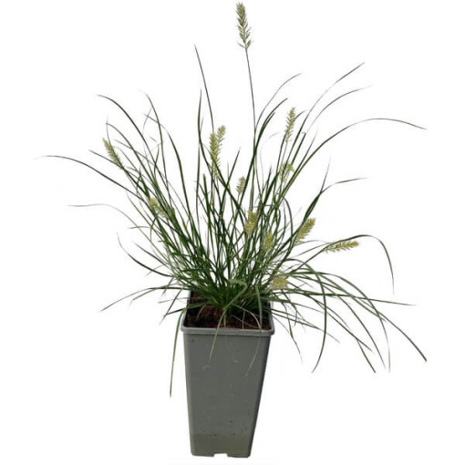 Herbe de la fontaine japonaise 'Little Bunny' pot, 2L