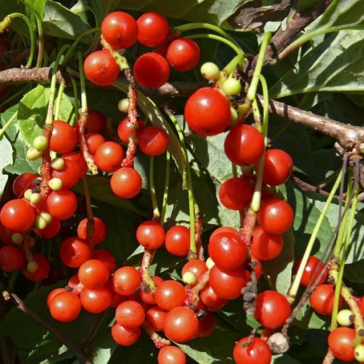Liane magnolia chinoise (Schisandra chinensis) contenant 4L