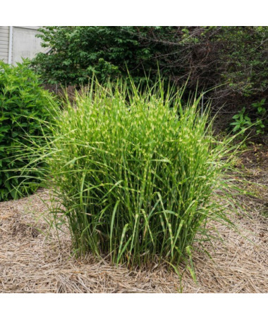 Miscanthus chinois 'Zebrinus' pot, 2L
