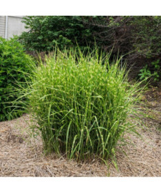 Miscanthus chinois 'Zebrinus' pot, 2L