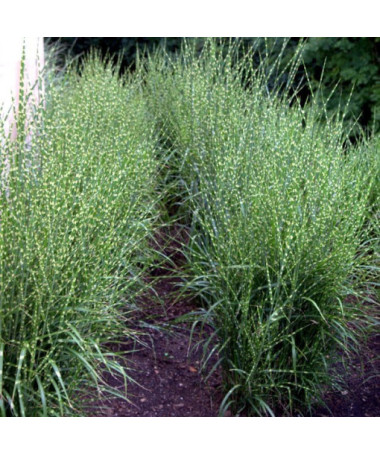 Miscanthus chinois 'Zebrinus' pot, 2L