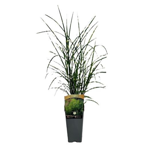 Miscanthus chinois 'Zebrinus' pot, 2L