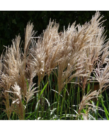 Miscanthus chinois 'Maleparthus' pot, 2L