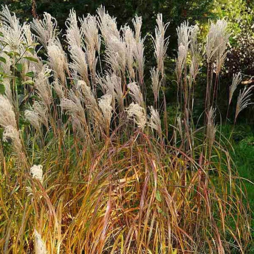 Miscanthus chinois 'Maleparthus' pot, 2L