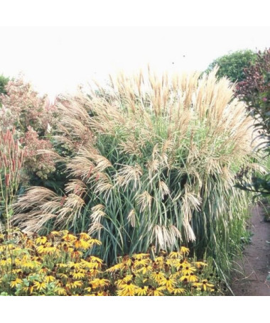 Miscanthus chinois 'Herman Mussel' pot, 2L