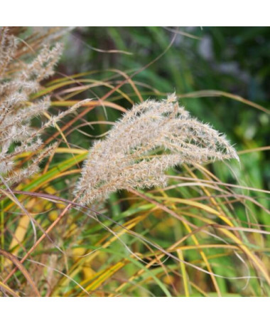 Miscanthus chinois 'Ferner Osten' pot, 2L