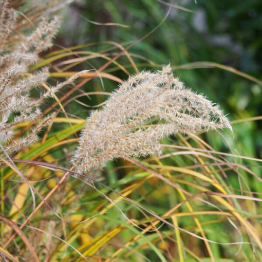 Miscanthus chinois 'Ferner Osten' pot, 2L