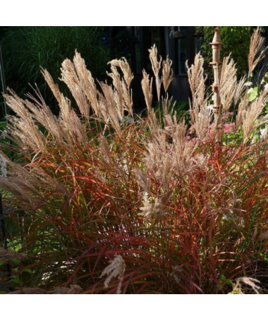 Miscanthus chinois 'Ferner Osten' pot, 2L