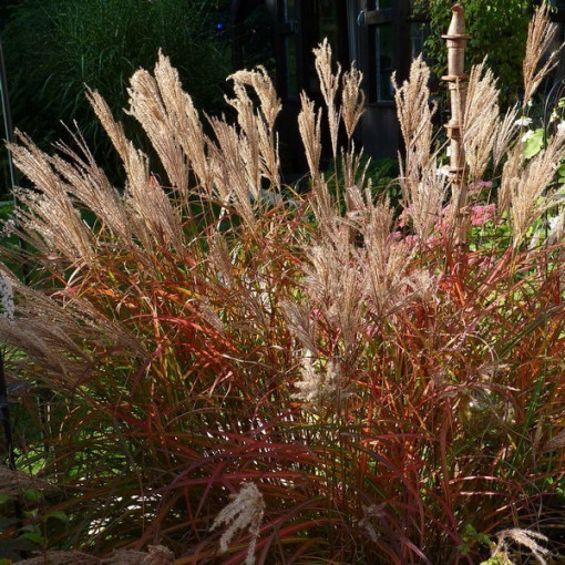 Miscanthus chinois 'Ferner Osten' pot, 2L