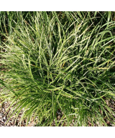 Carex Morrow 'Ice Dance' pot, 2L