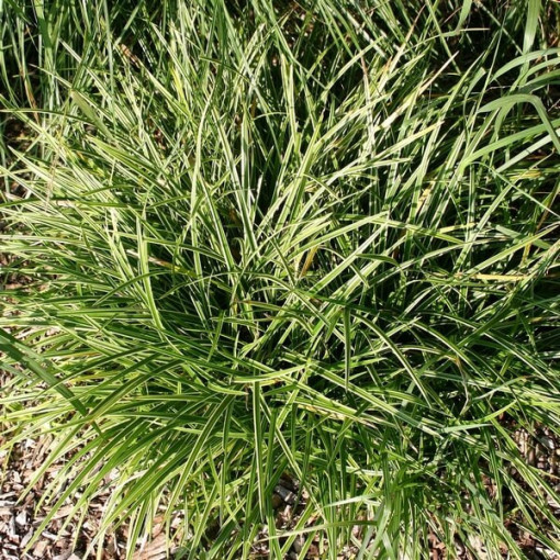 Carex Morrow 'Ice Dance' pot, 2L