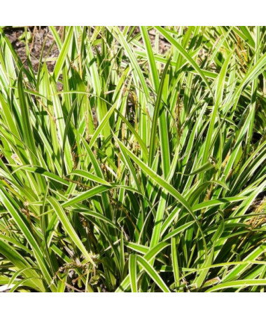 Carex Morrow 'Ice Dance' pot, 2L