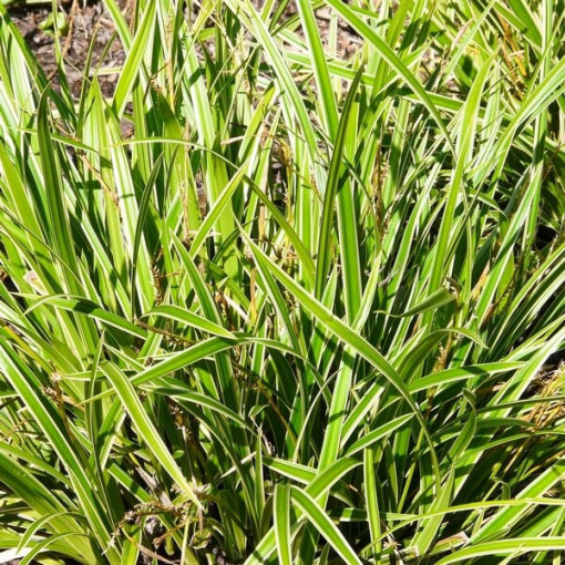 Carex Morrow 'Ice Dance' pot, 2L