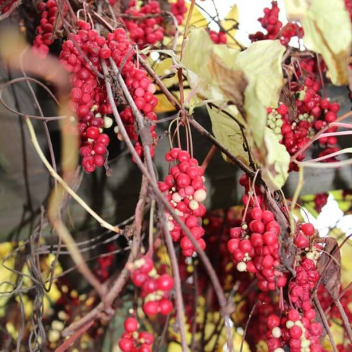 Liane magnolia chinoise (Schisandra chinensis) contenant 4L
