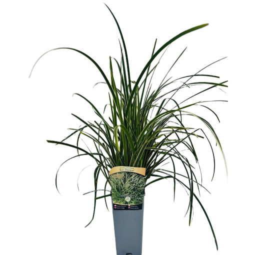 Carex Morrow 'Ice Dance' pot, 2L