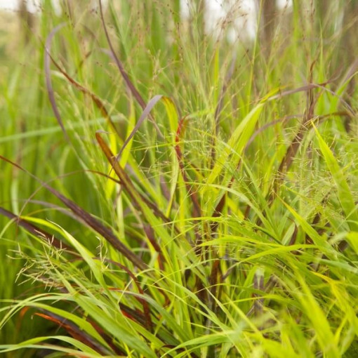 Pennisetum 'Shenandoah' pot, 2L