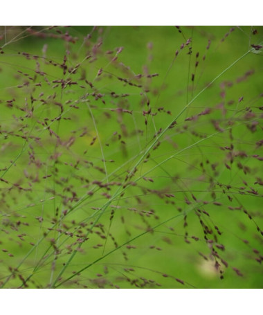 Pennisetum 'Shenandoah' pot, 2L