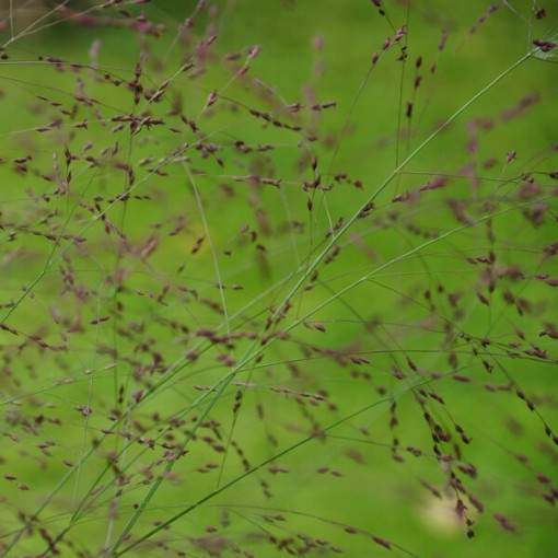Pennisetum 'Shenandoah' pot, 2L