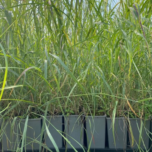 Pennisetum 'Shenandoah' pot, 2L