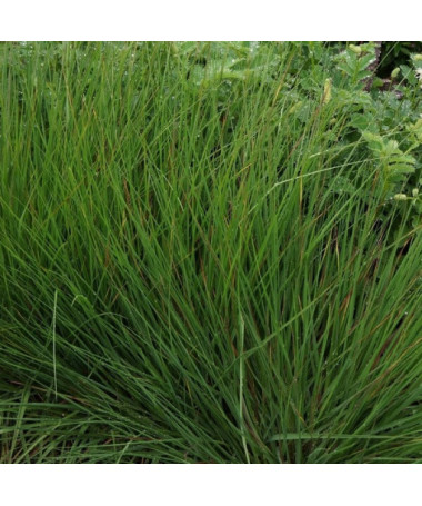 Fétuque bleue 'Moorhexe' pot, 2L