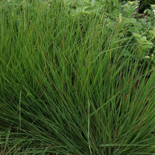 Fétuque bleue 'Moorhexe' pot, 2L