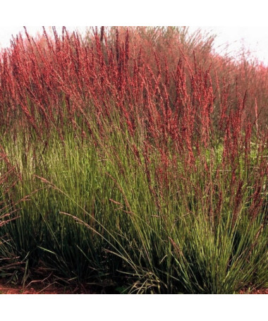 Fétuque bleue 'Moorhexe' pot, 2L