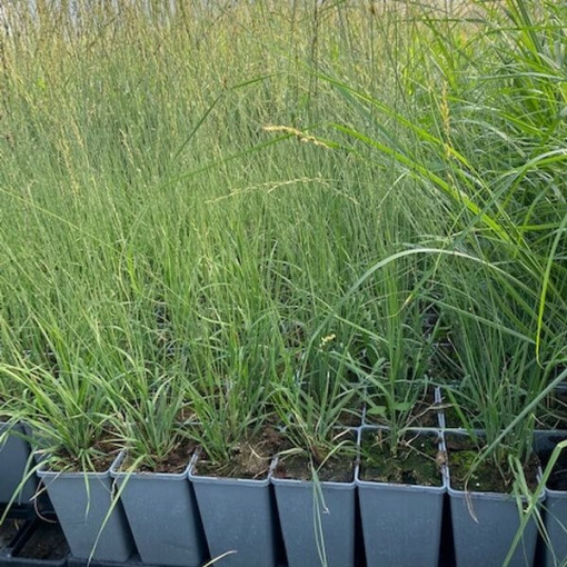 Fétuque bleue 'Heidebraut' pot, 2L