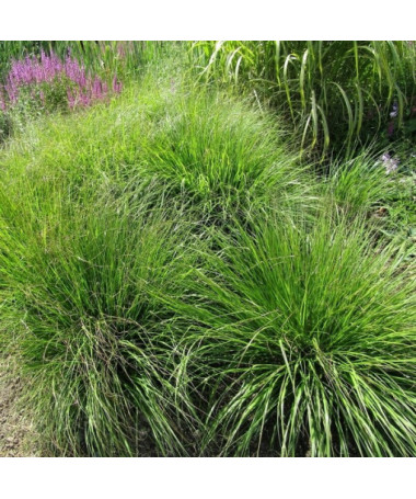 Herbe aux Écouvillons Japonaise 'Viridescens', pot 2L