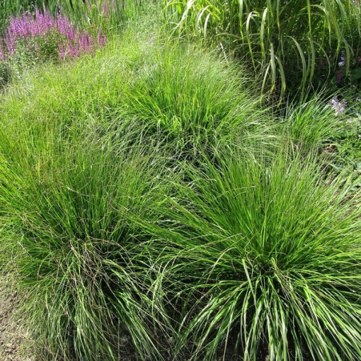 Herbe aux Écouvillons Japonaise 'Viridescens', pot 2L