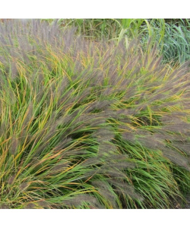 Herbe aux Écouvillons Japonaise 'Viridescens', pot 2L