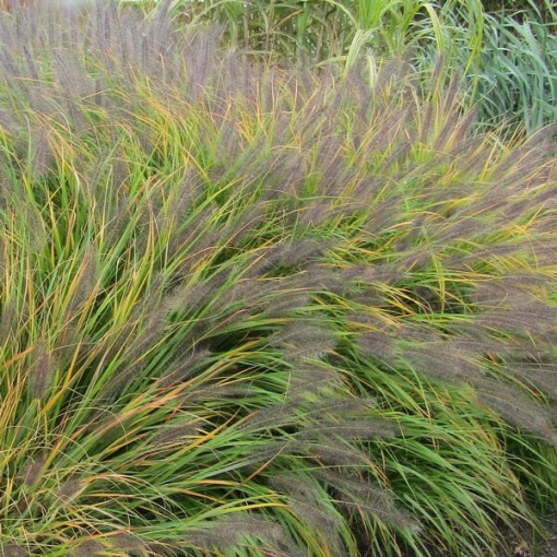 Herbe aux Écouvillons Japonaise 'Viridescens', pot 2L