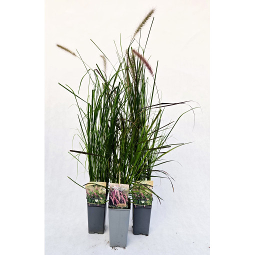 Herbe aux Écouvillons Japonaise 'Viridescens', pot 2L