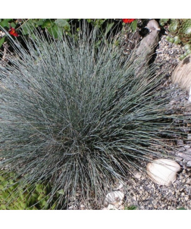 Fétuque Bleue 'Elijah Blue', pot 2L