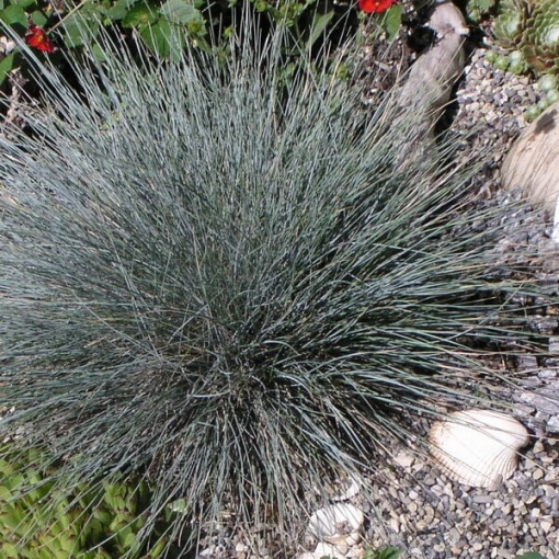 Fétuque Bleue 'Elijah Blue', pot 2L