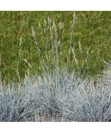 Fétuque Bleue 'Elijah Blue', pot 2L