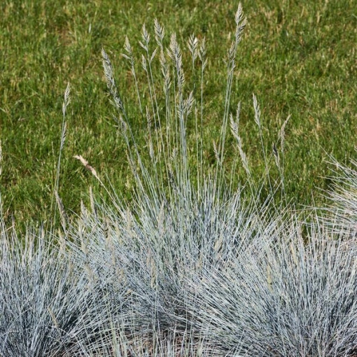 Fétuque Bleue 'Elijah Blue', pot 2L