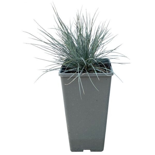 Fétuque Bleue 'Elijah Blue', pot 2L